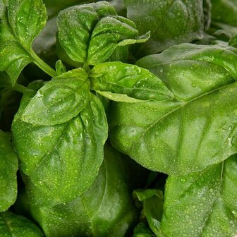 Plantui Basilicum met 3 Plantcapsules + Voedingsstoffen