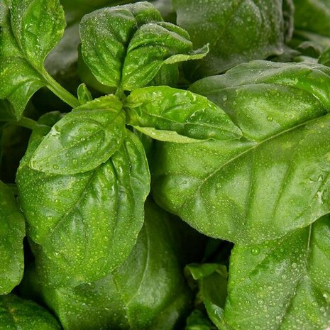 Plantui Basilicum met 3 Plantcapsules + Voedingsstoffen